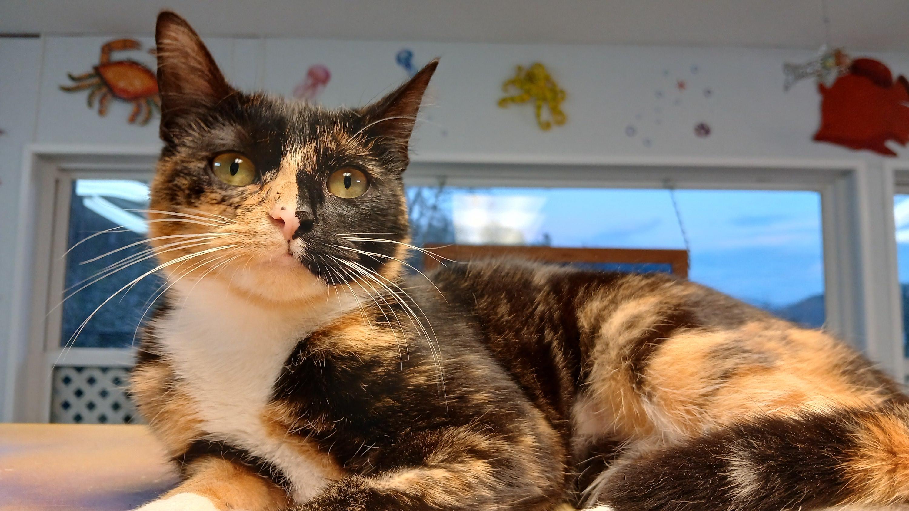 Enlarge Keke, a Adoptable Domestic Short Hair in Cullowhee, NC image 5/6