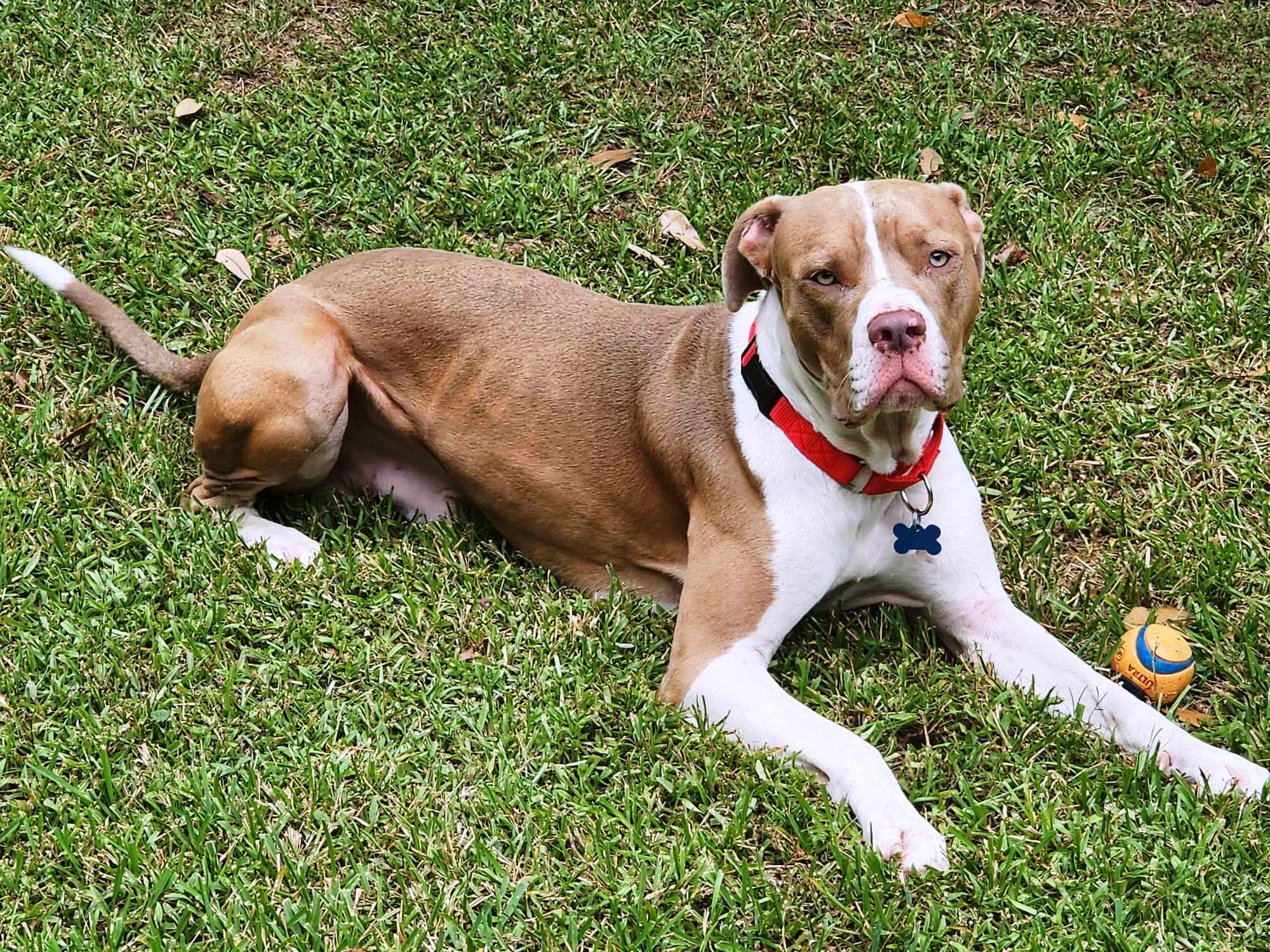 Enlarge Gus, a Adoptable mixed breed in Baytown, TX image 6/6