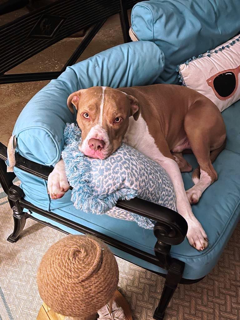 Enlarge Gus, a Adoptable mixed breed in Baytown, TX image 2/6