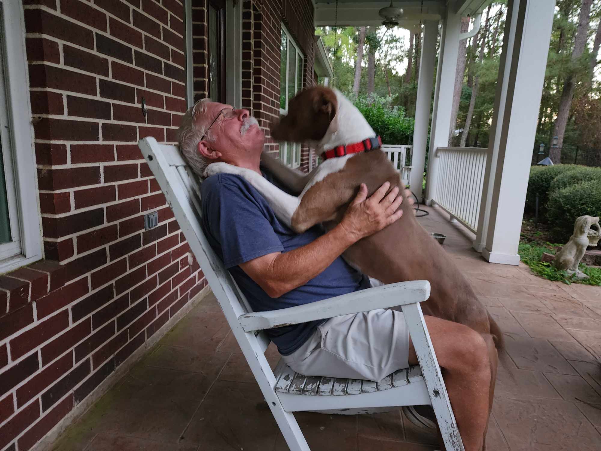 Enlarge Gus, a Adoptable mixed breed in Baytown, TX image 4/6