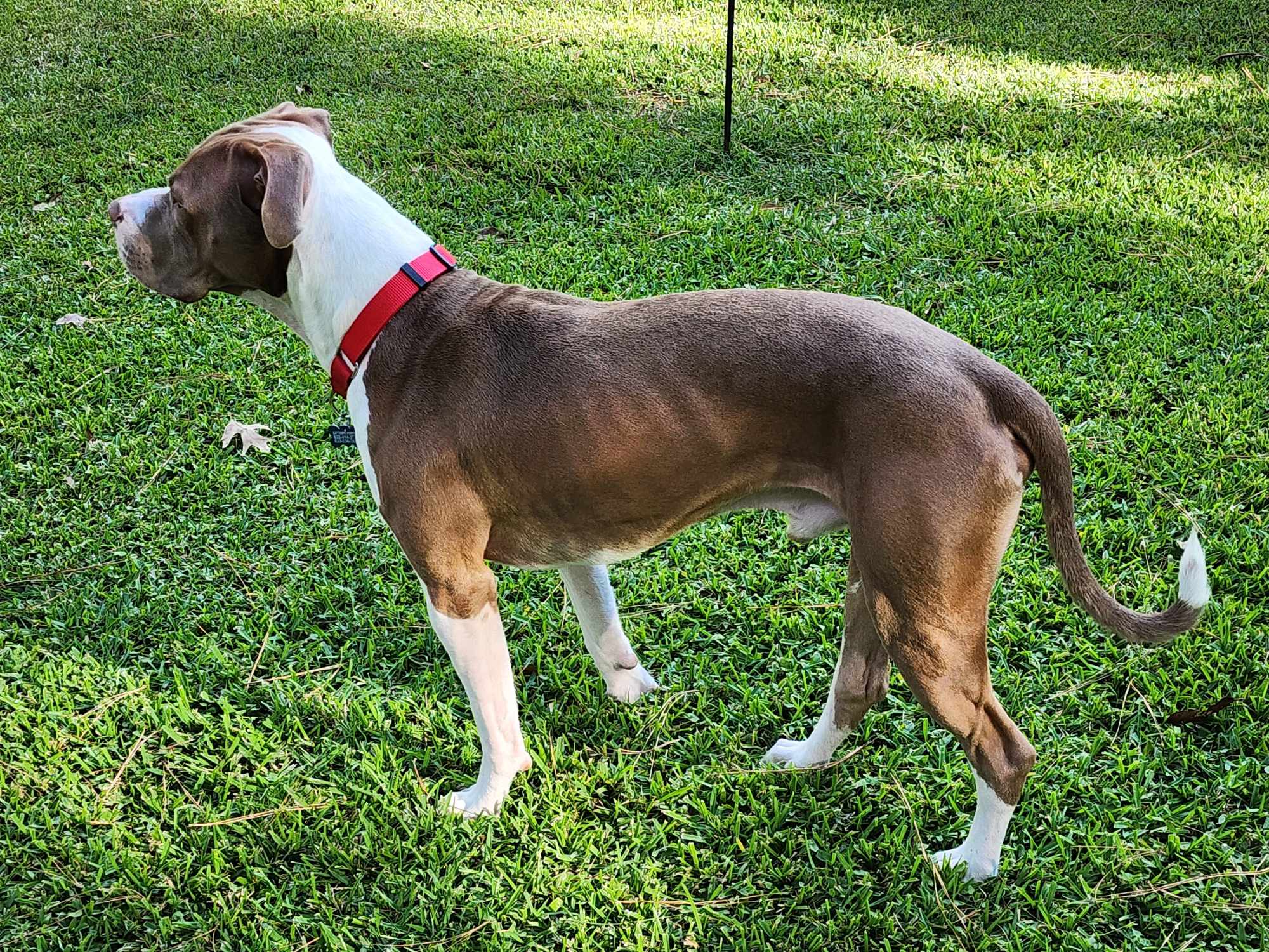 Enlarge Gus, a Adoptable mixed breed in Baytown, TX image 1/6