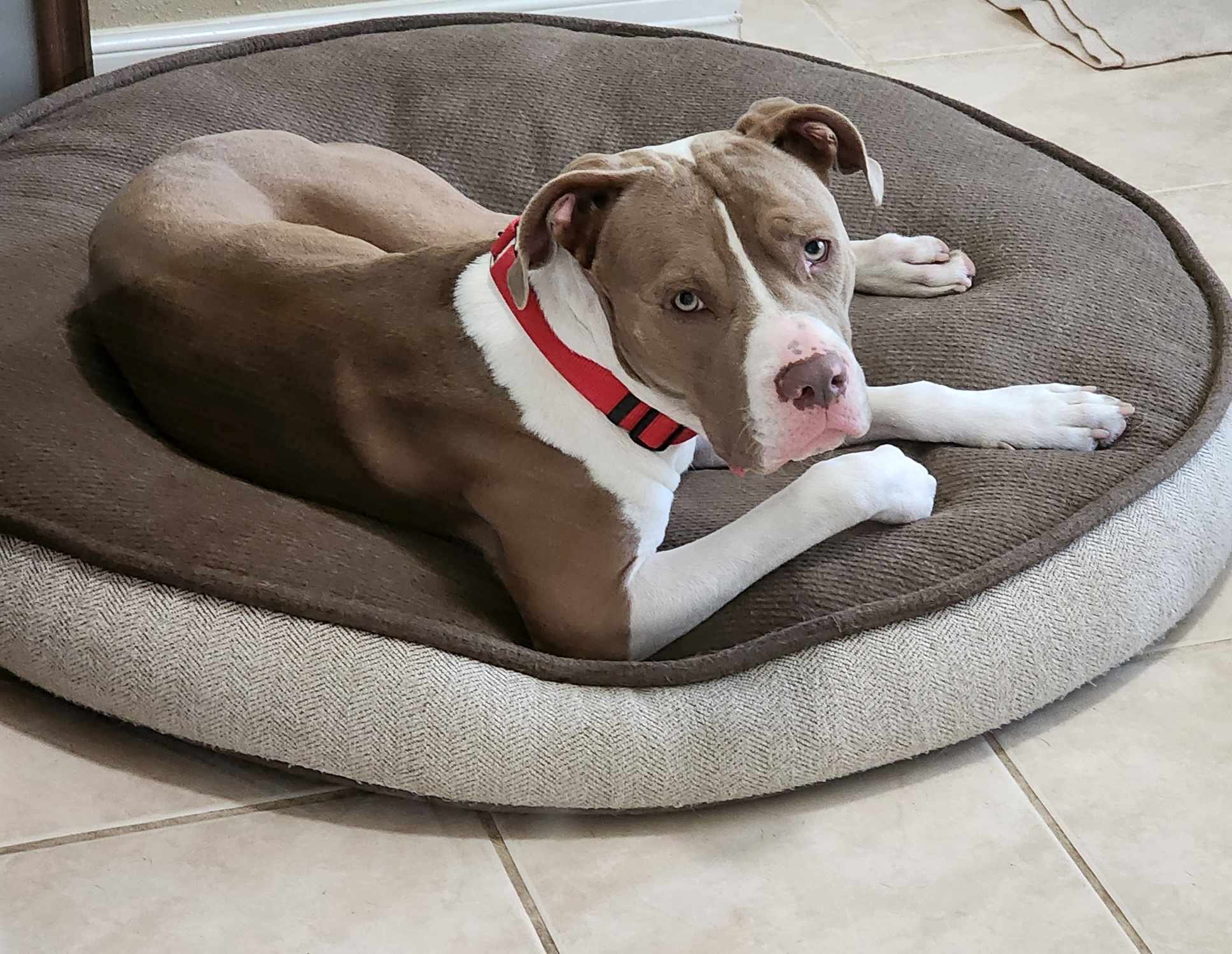 Enlarge Gus, a Adoptable mixed breed in Baytown, TX image 3/6