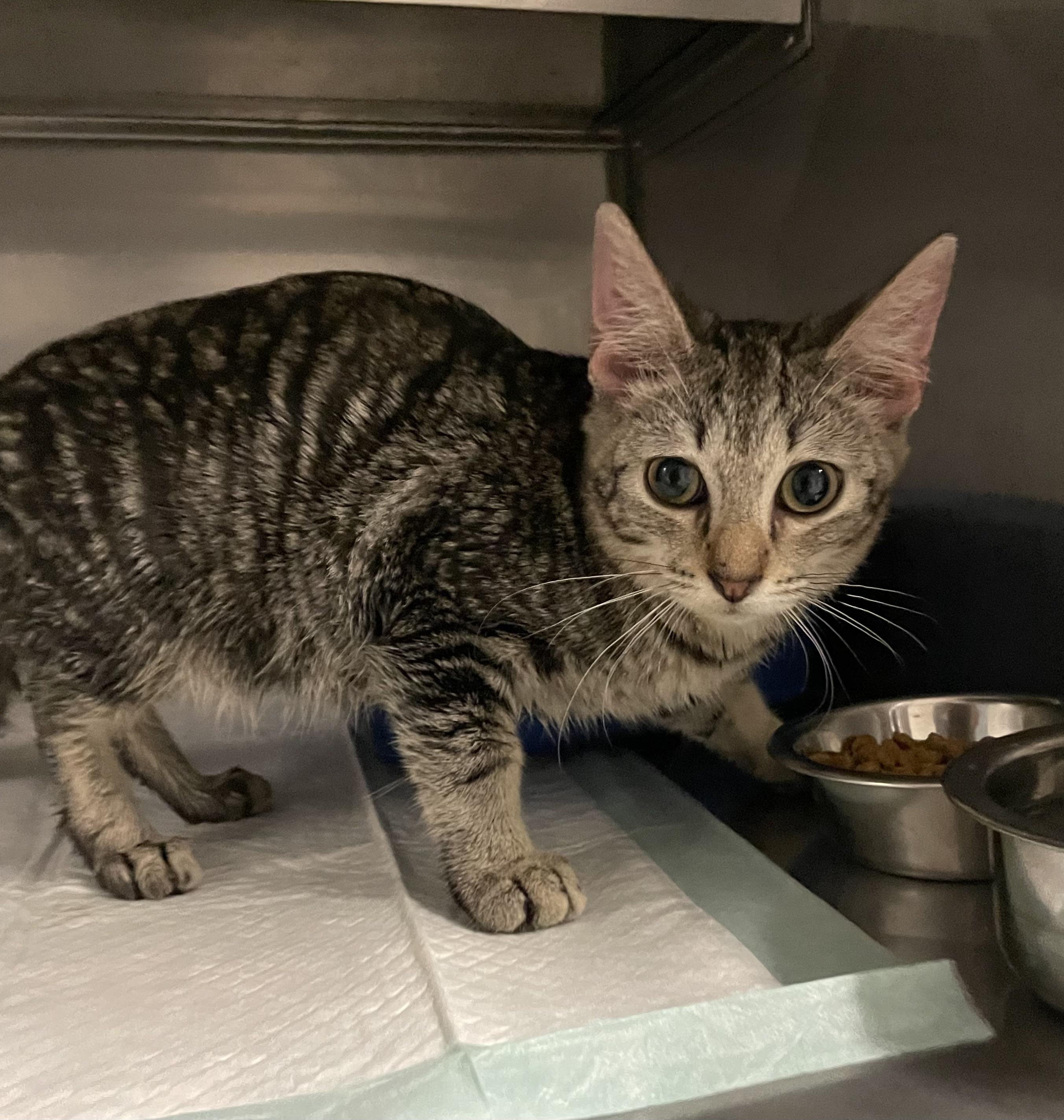 Enlarge SPIDER, a Adoptable Domestic Short Hair in Killeen, TX image 1/1