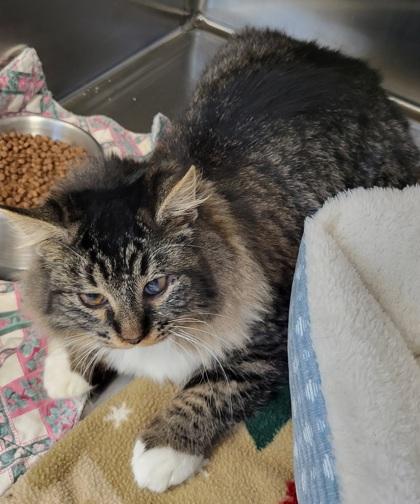 Lollipop, Adoptable, Kitten Male Domestic Long Hair & Domestic Short Hair.