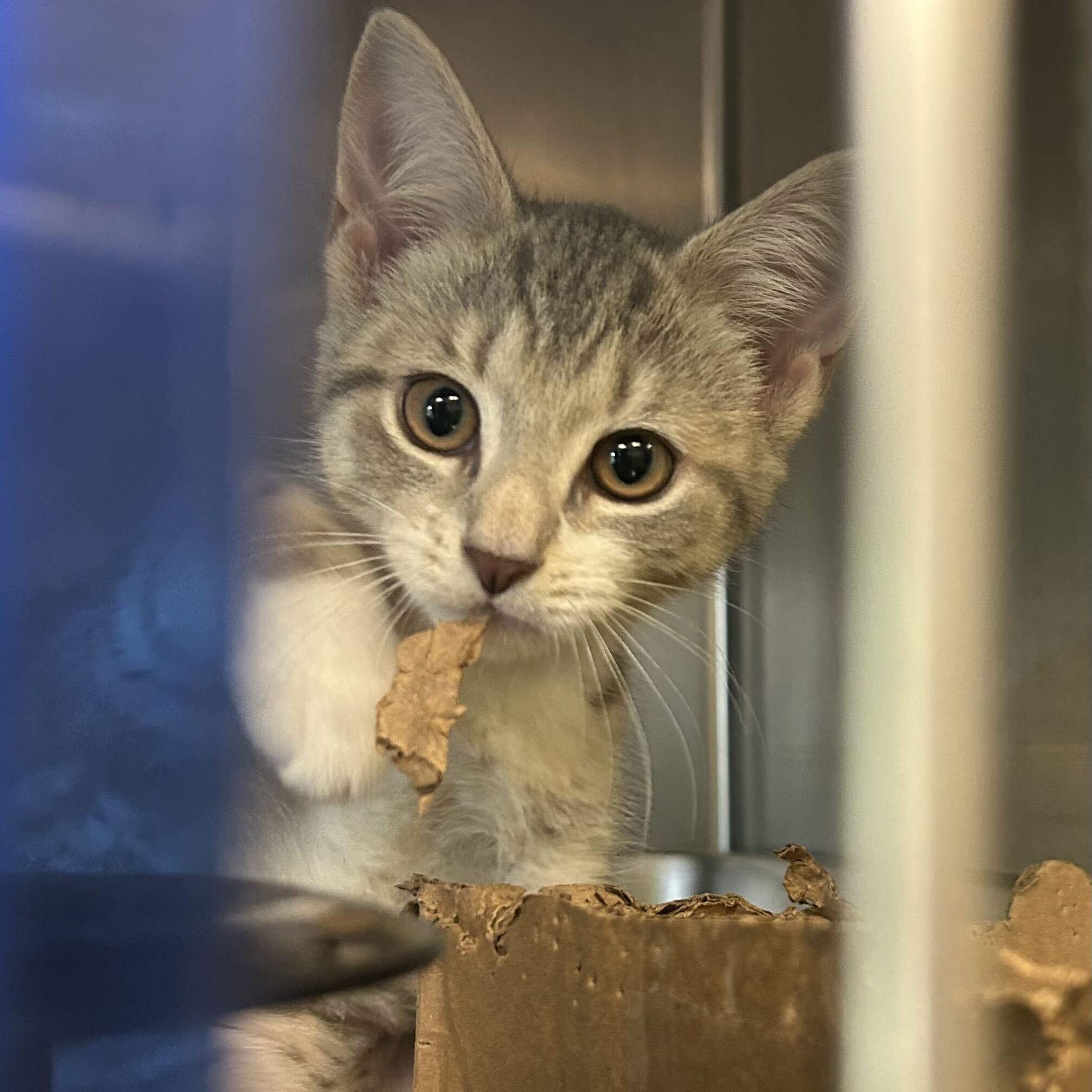 Kefi, a ADOPTABLE Domestic Short Hair in Nantucket, MA image 1/2