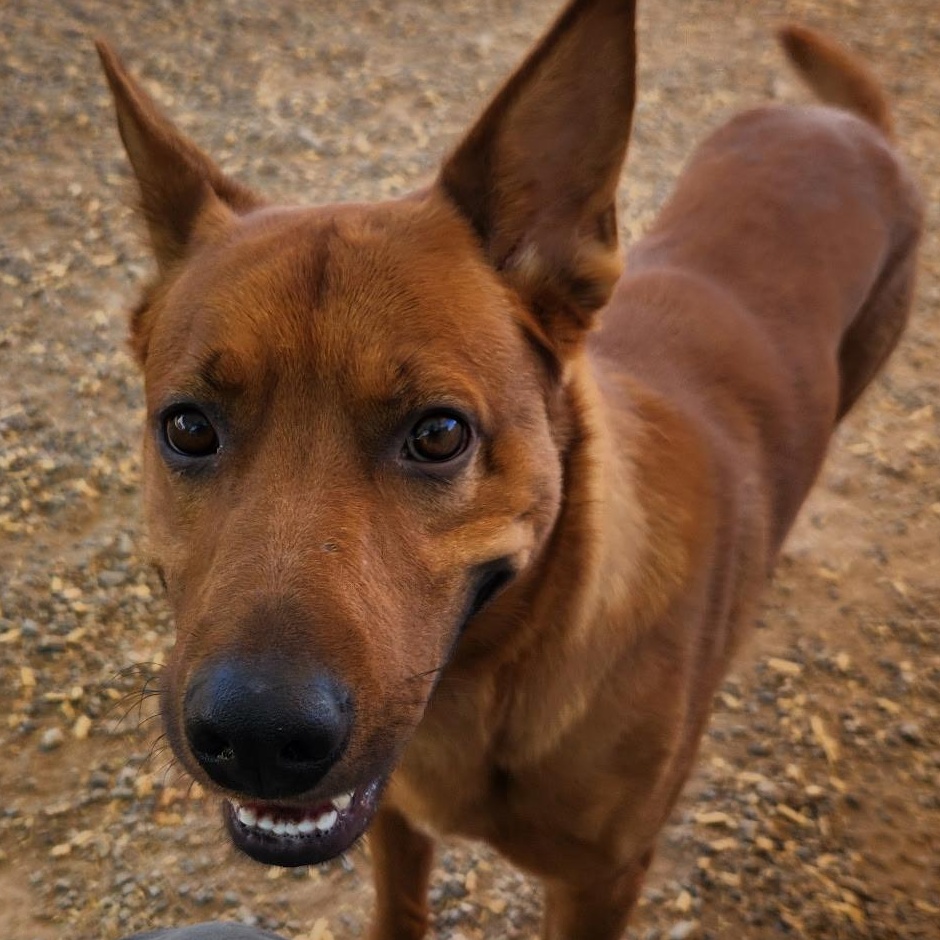 Dewey, an adoptable Cattle Dog in Parker, AZ, 85344 | Photo Image 1