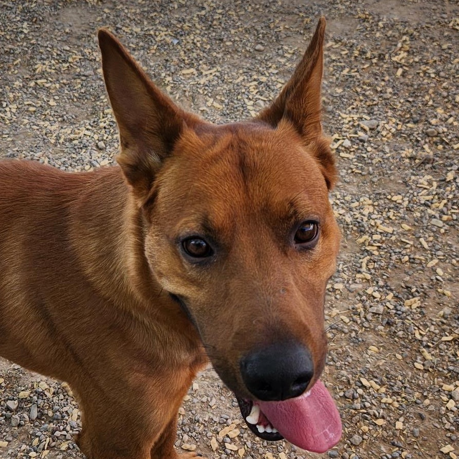Dewey, an adoptable Cattle Dog in Parker, AZ, 85344 | Photo Image 2