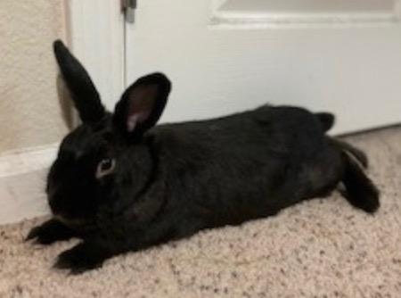 Enlarge Bridget, a Adoptable Havana in Scotts Valley, CA image 1/1