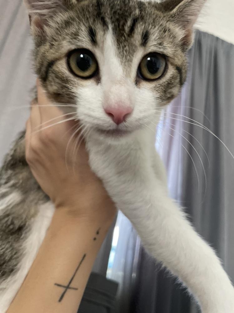 Pebbles, Adoptable, Kitten Female Domestic Short Hair.