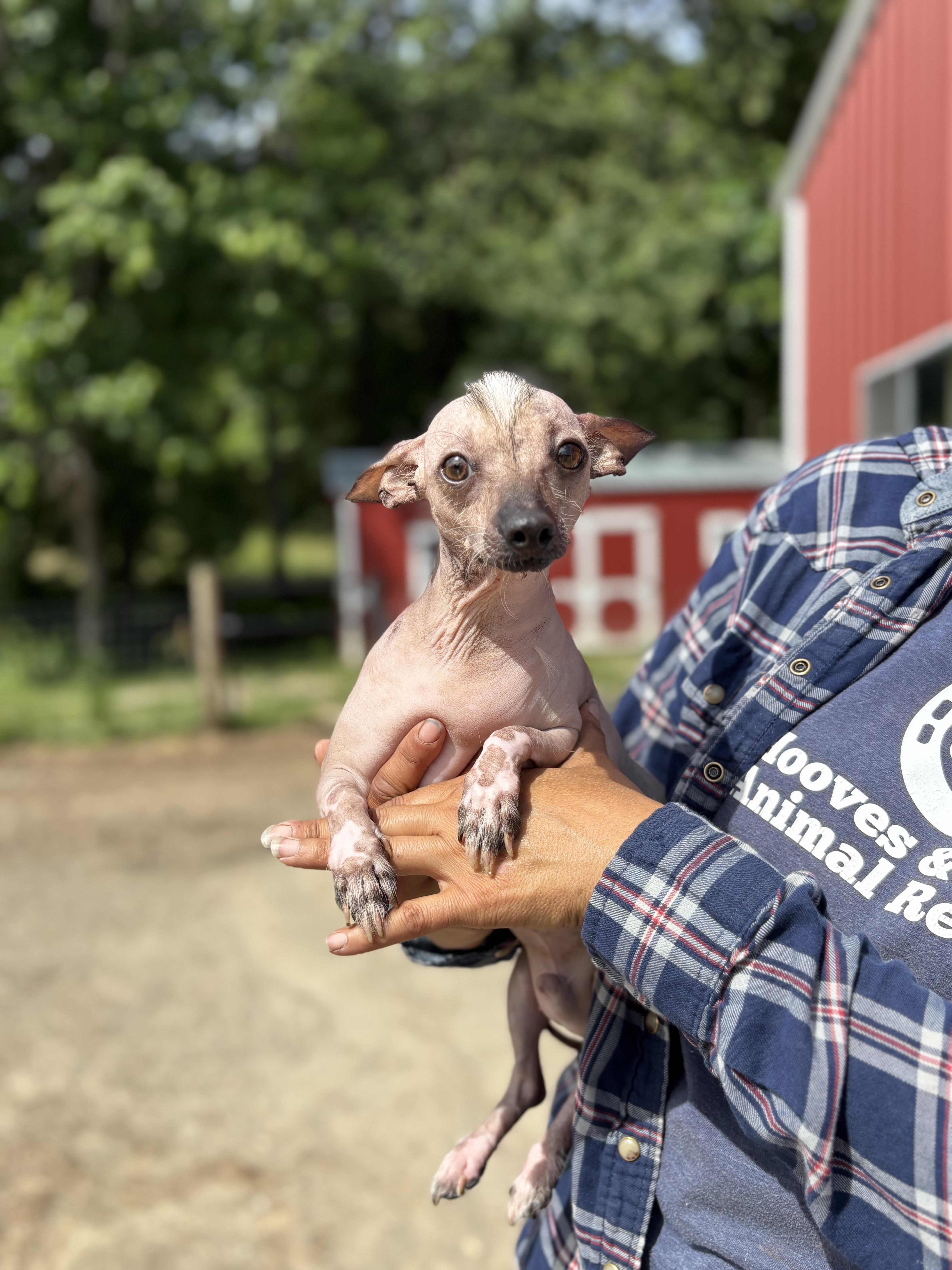 Timmy, adopted, Adult Male Xoloitzcuintli / Mexican Hairless.