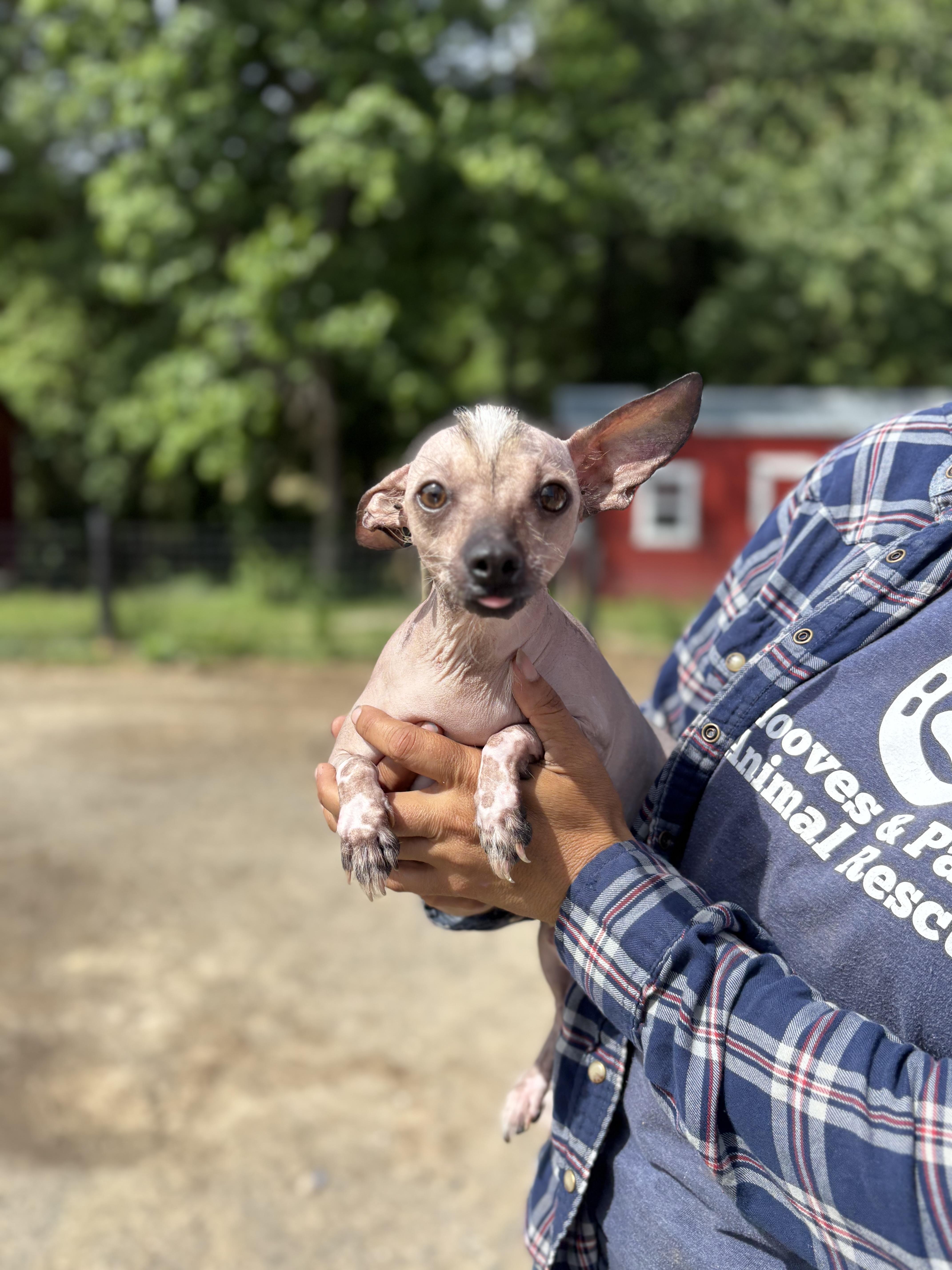 Timmy, an adopted mixed breed in Louisa, VA image 3/3