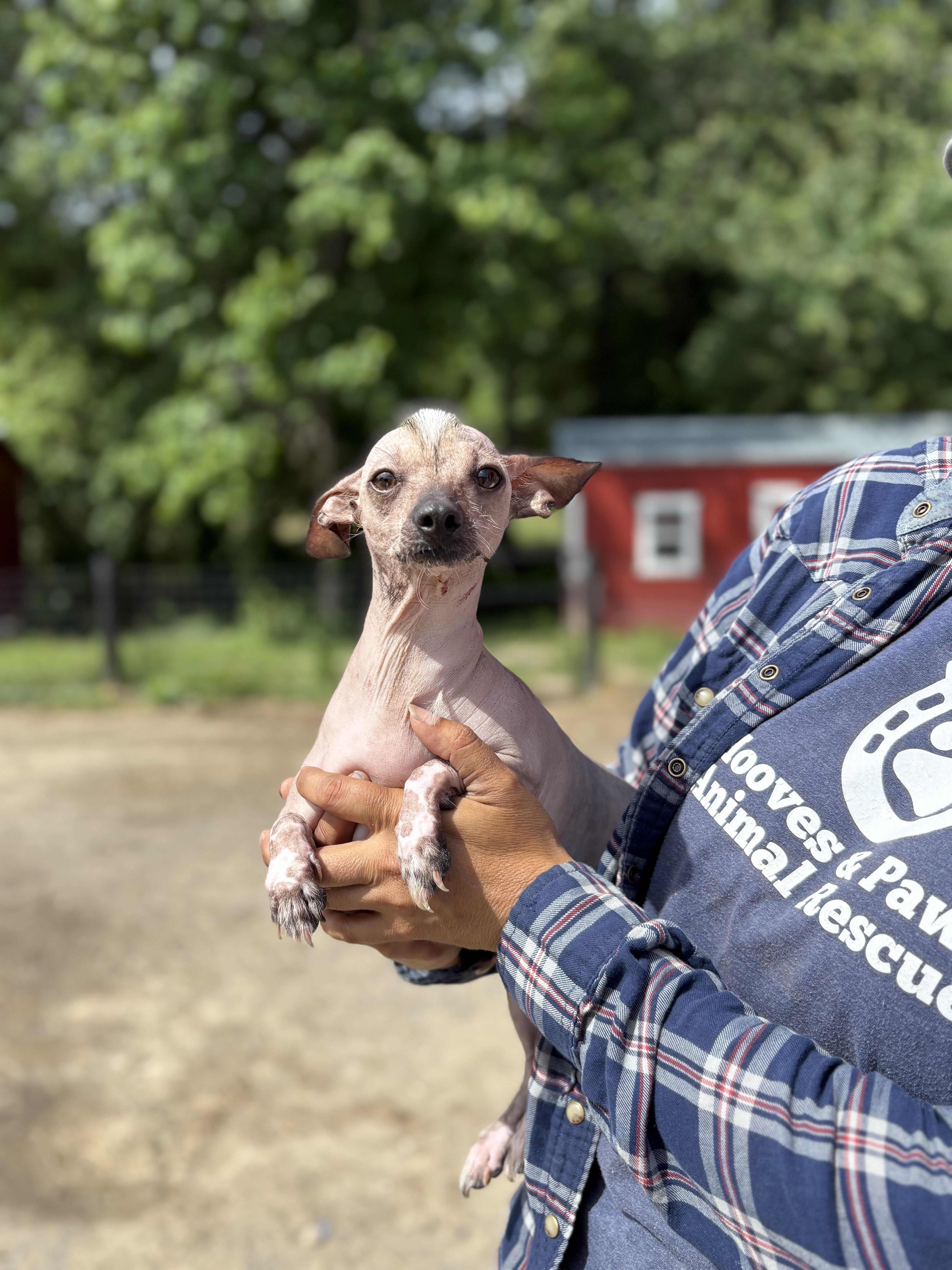 Timmy, an adopted mixed breed in Louisa, VA image 2/3