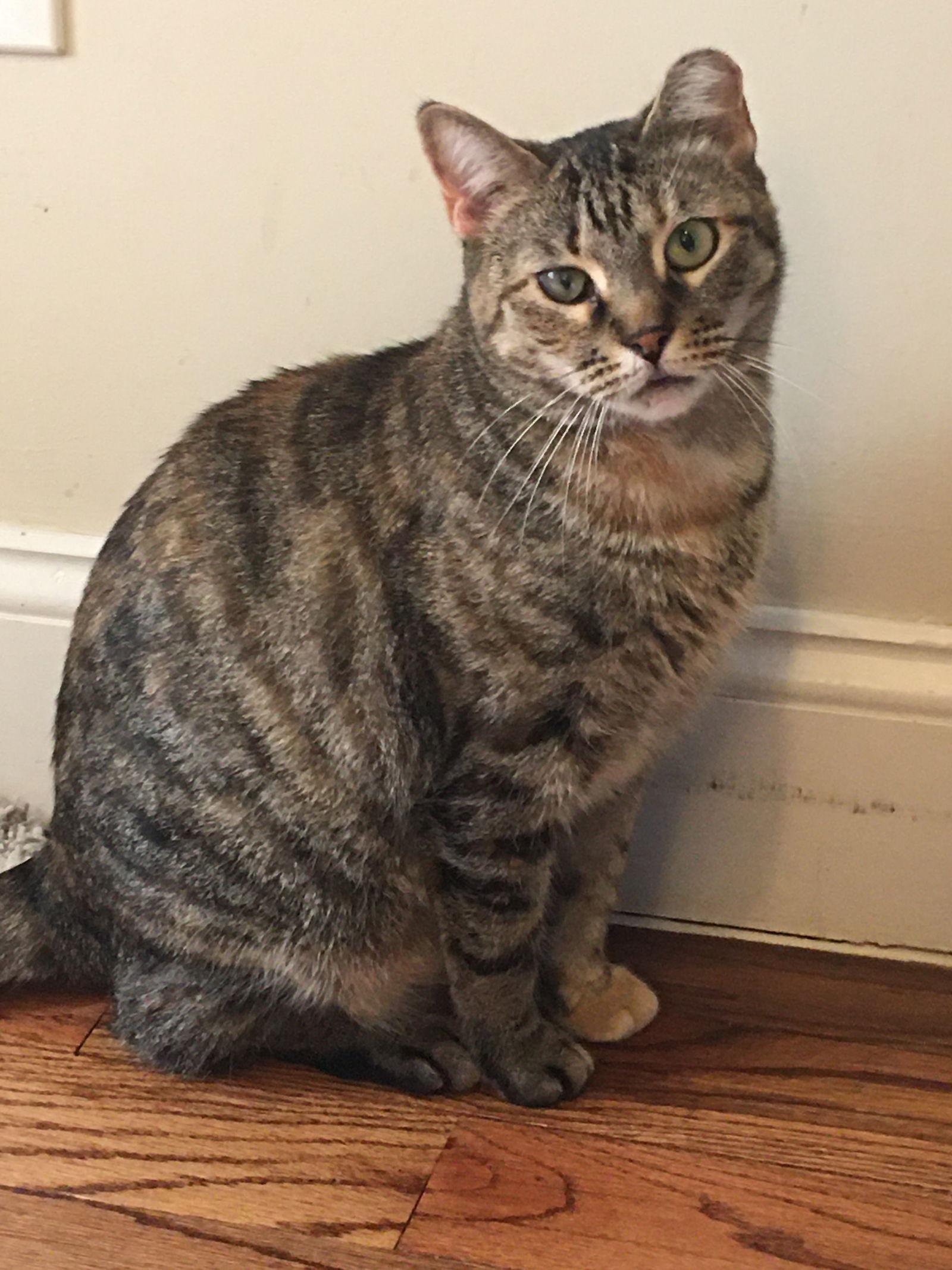 Ella, Adoptable, Adult Female Domestic Short Hair.