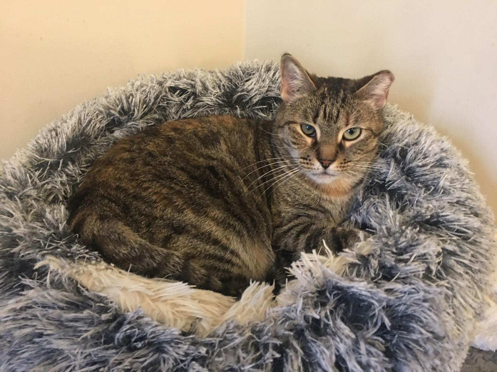 Enlarge Ella, a Adoptable Domestic Short Hair in Brooklyn, NY image 2/3