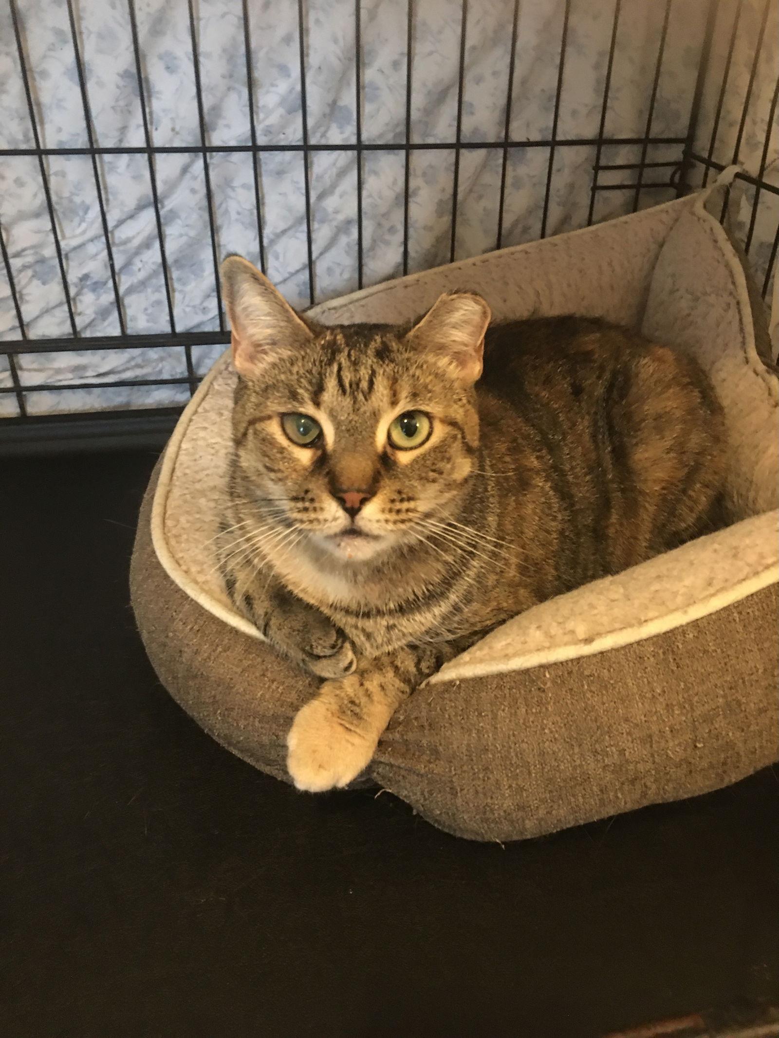 Enlarge Ella, a Adoptable Domestic Short Hair in Brooklyn, NY image 3/3