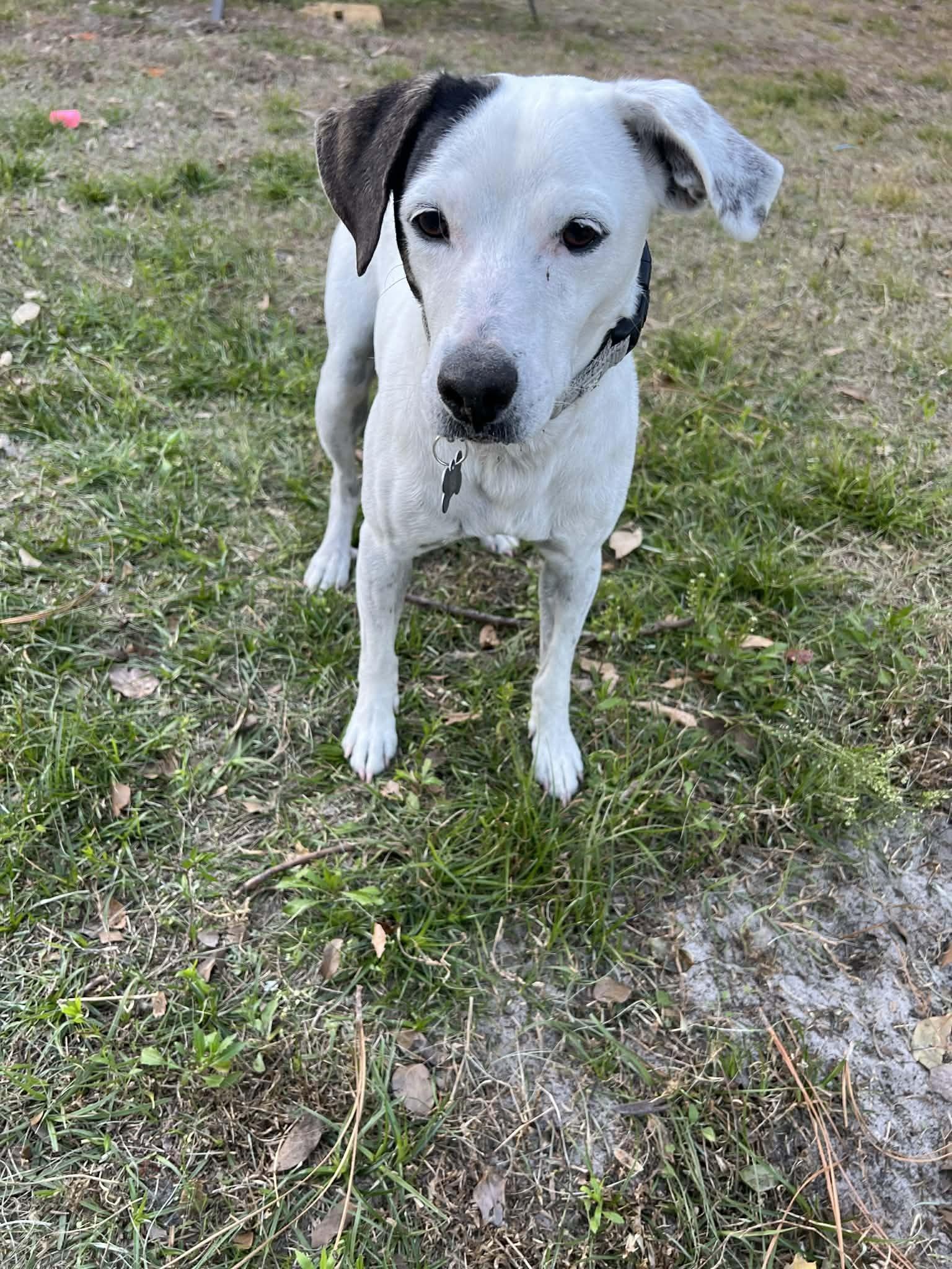 Enlarge Petey, a ADOPTABLE mixed breed in Deltona, FL image 2/3
