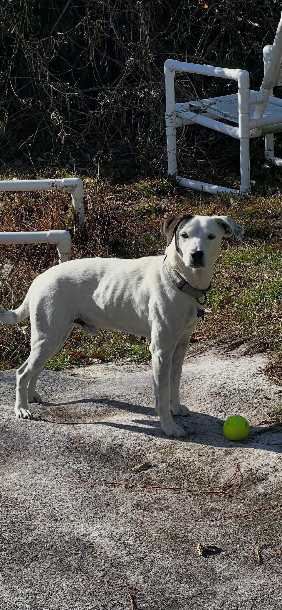 Enlarge Petey, a ADOPTABLE mixed breed in Deltona, FL image 3/3