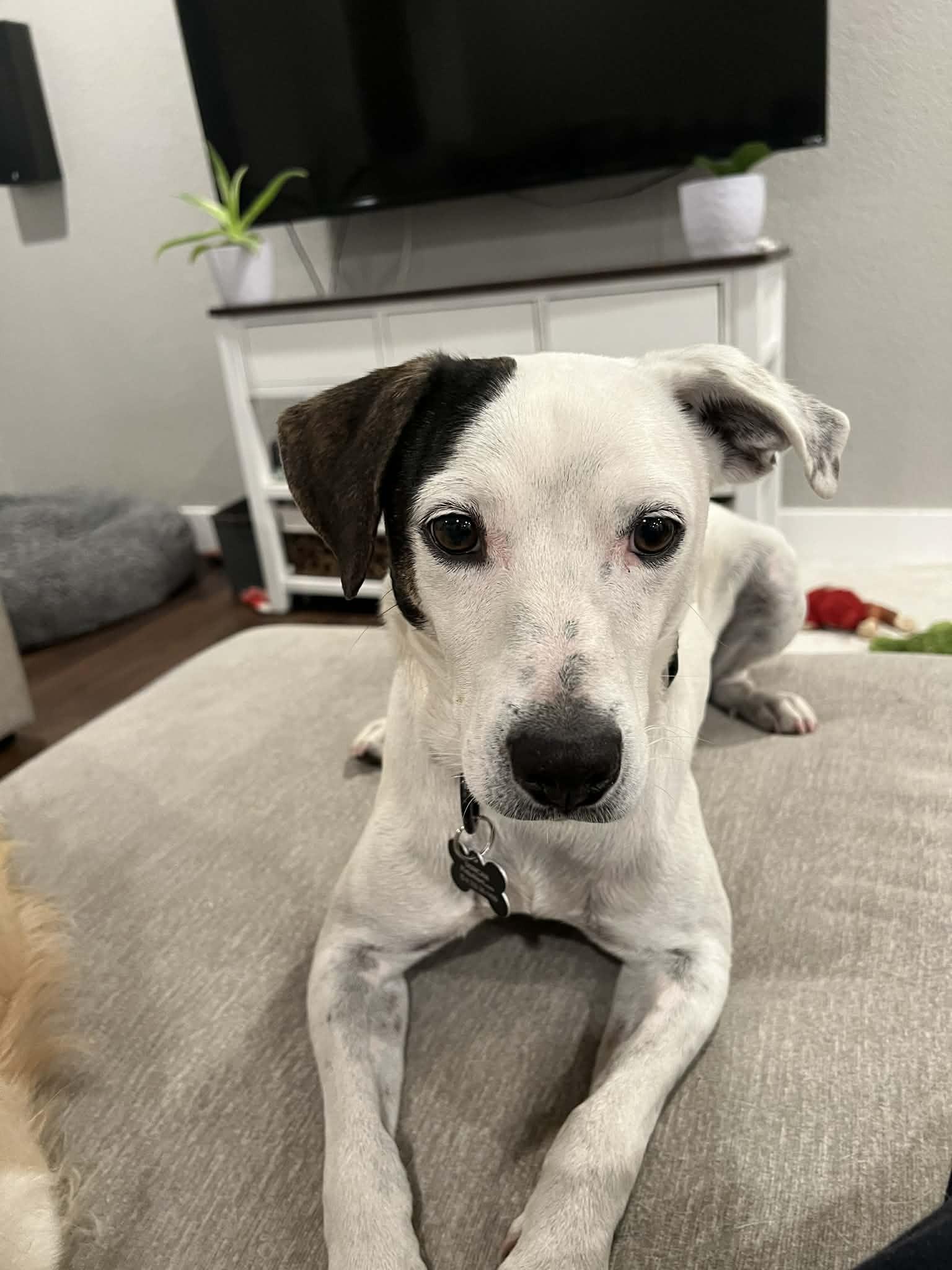 Petey, ADOPTABLE, Young Male Jack Russell Terrier & Pit Bull Terrier.