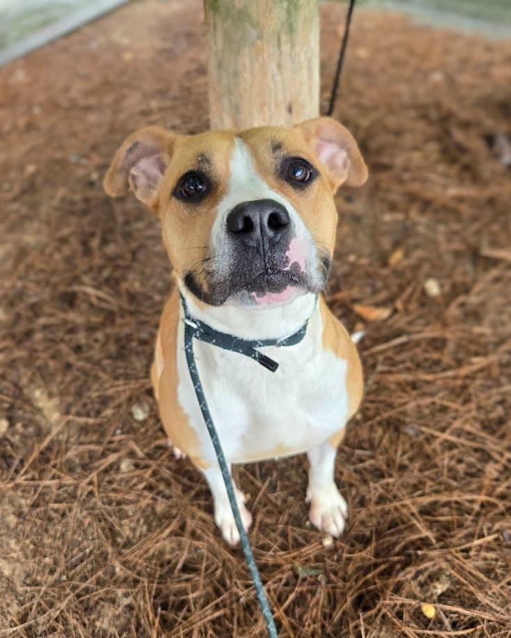 SueBob, Adoptable, Adult Female Pit Bull Terrier.