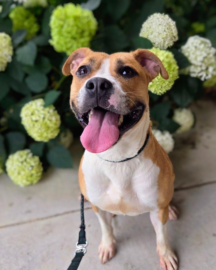 Enlarge SueBob, a Adoptable Pit Bull Terrier in Douglasville, GA image 2/3