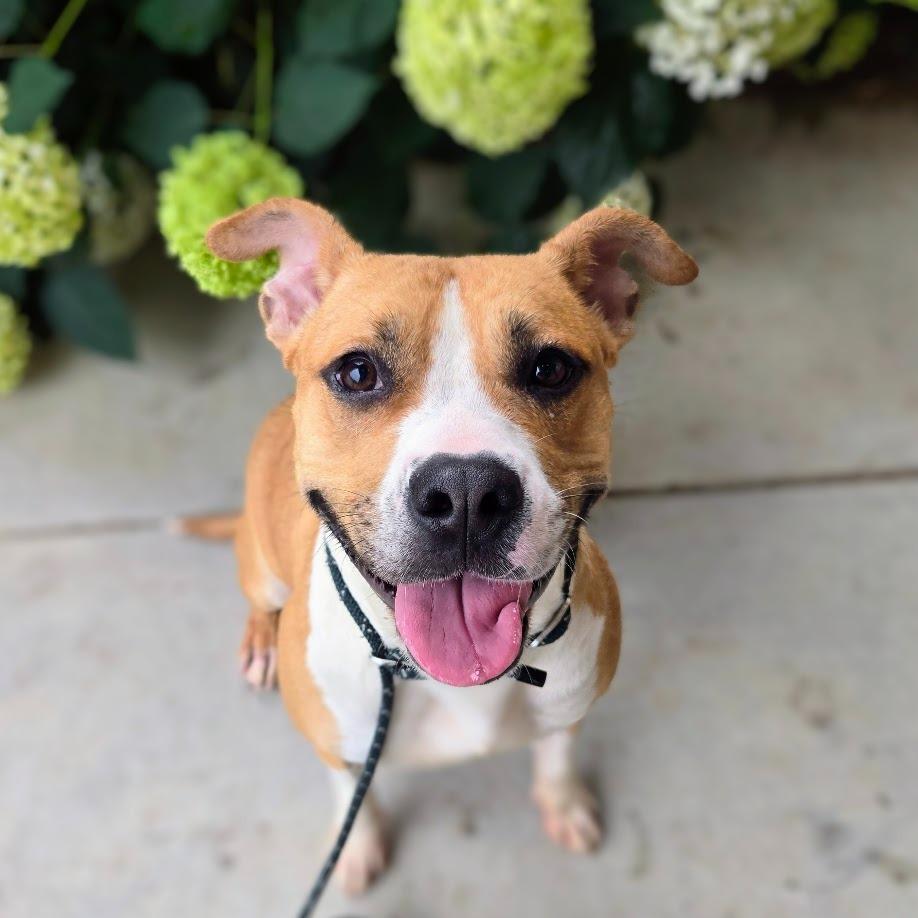 Enlarge SueBob, a Adoptable Pit Bull Terrier in Douglasville, GA image 3/3