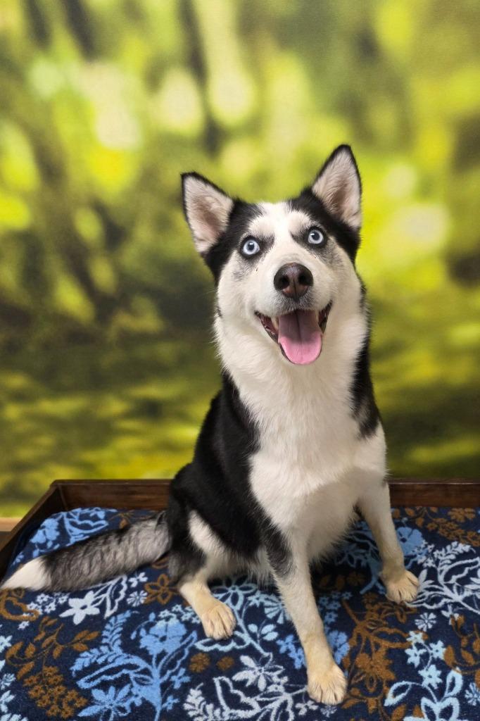 Enlarge Winter, a Adoptable Husky in Little Rock, AR image 1/1