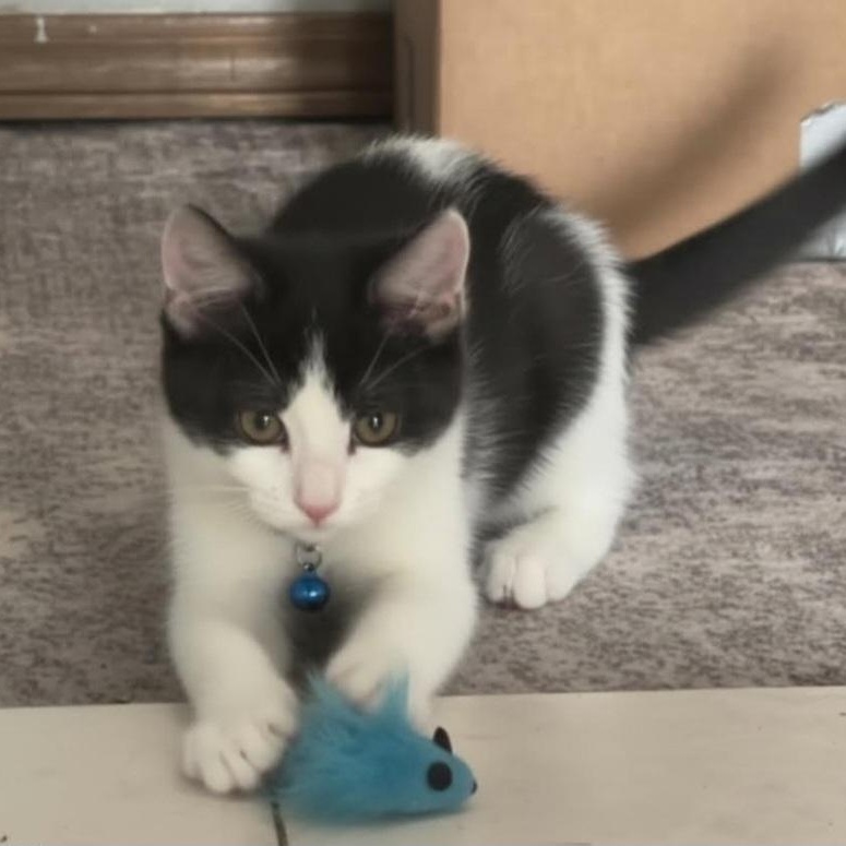Tipsy, adopted, Kitten Female Domestic Short Hair.