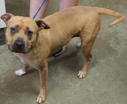 Peppa- Sponsored, Adoptable, Adult Female Pit Bull Terrier & Mixed Breed.