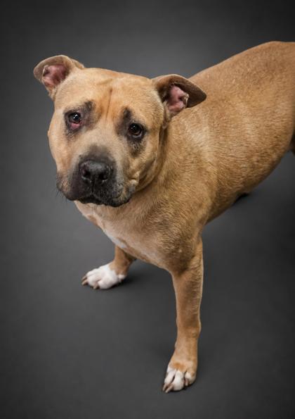 Enlarge Peppa- Sponsored, a Adoptable mixed breed in Bowling Green, KY image 2/2