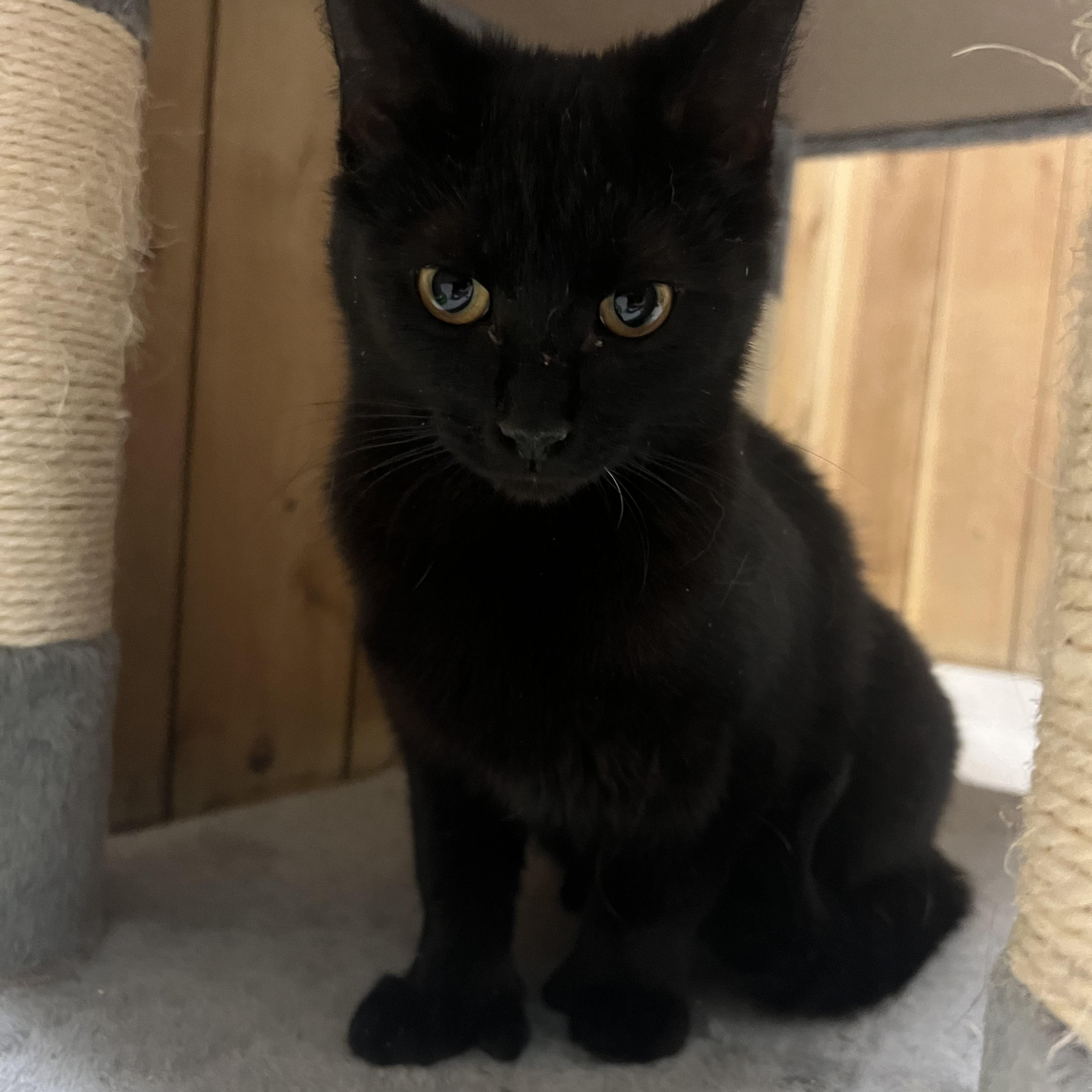 Enlarge Clubfoot, a ADOPTABLE Domestic Short Hair in Spokane, WA image 2/2