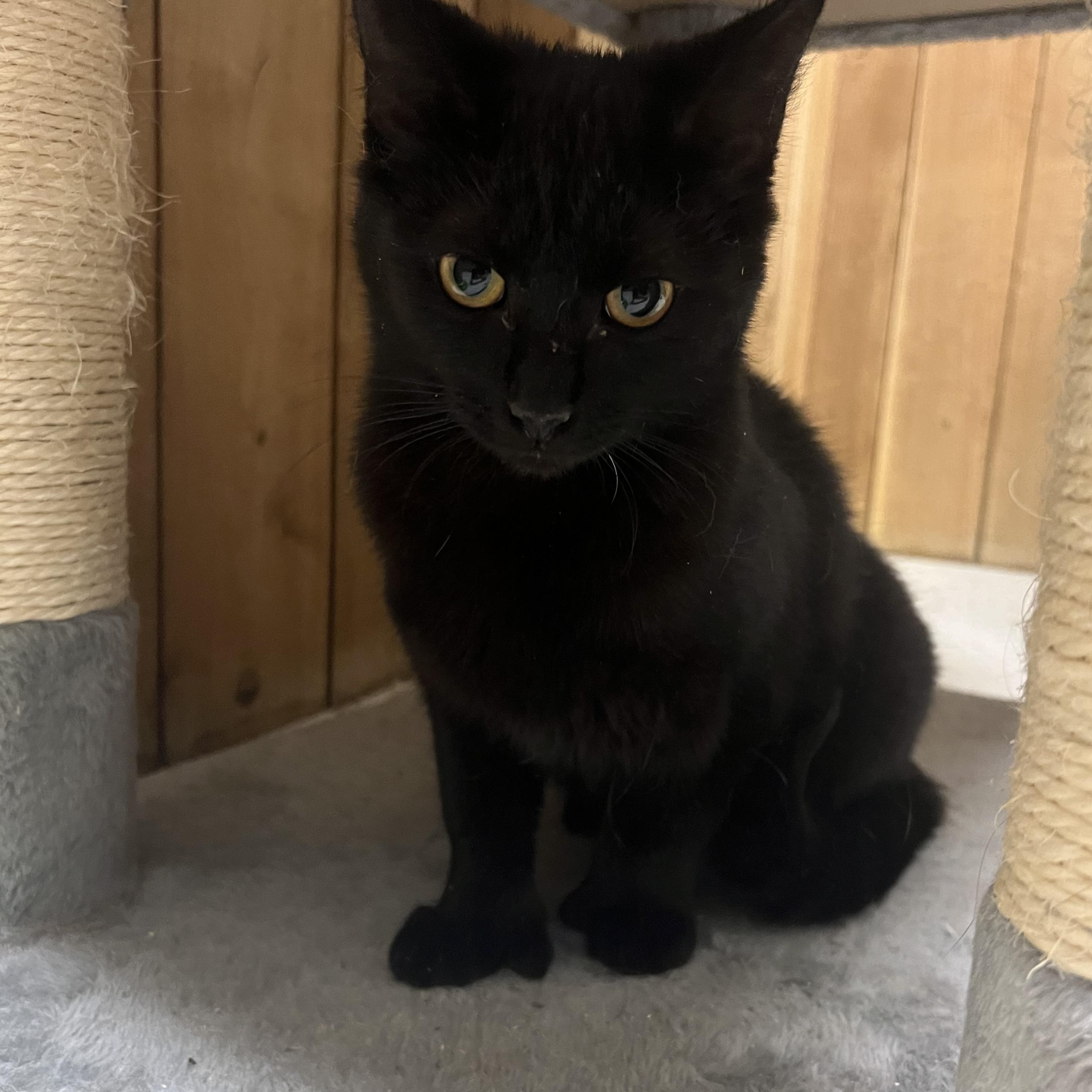 Clubfoot, ADOPTABLE, Young Female Domestic Short Hair.