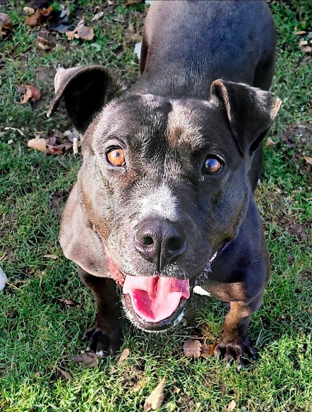 QUEEN, Adoptable, Adult Female American Bully & American Staffordshire Terrier.