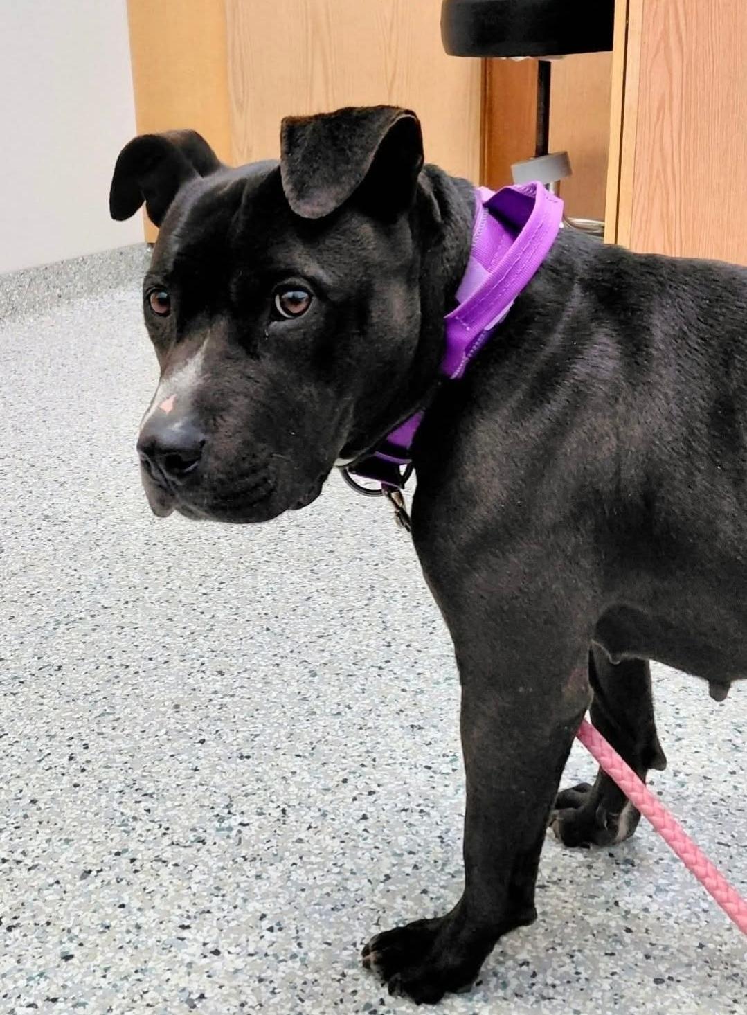 QUEEN, Adoptable, Adult Female American Bully & American Staffordshire Terrier.