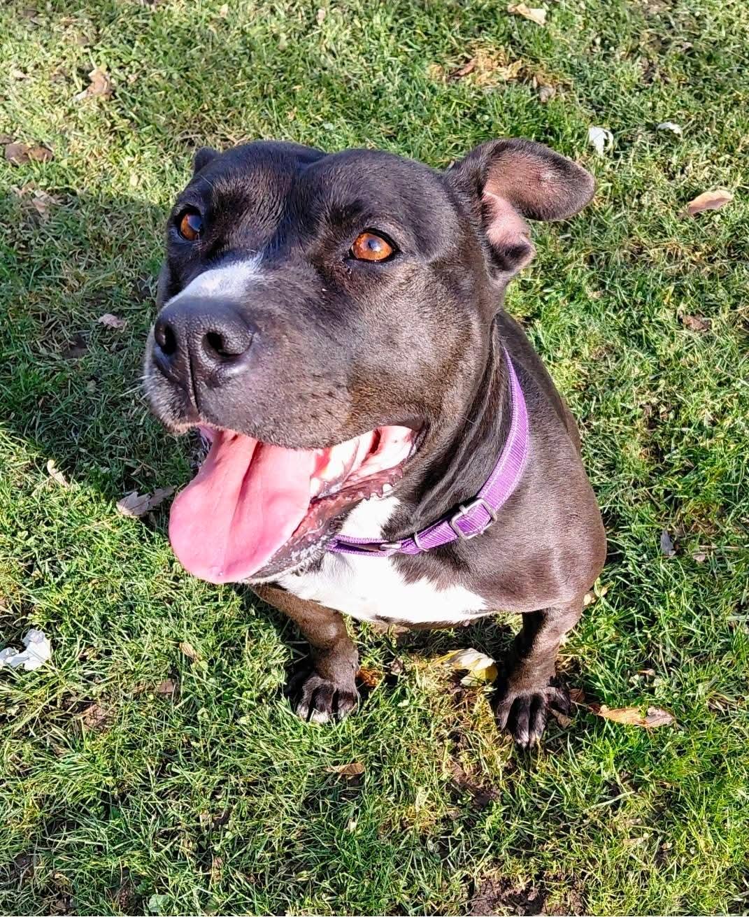 QUEEN, a Adoptable mixed breed in Flint, MI image 2/4