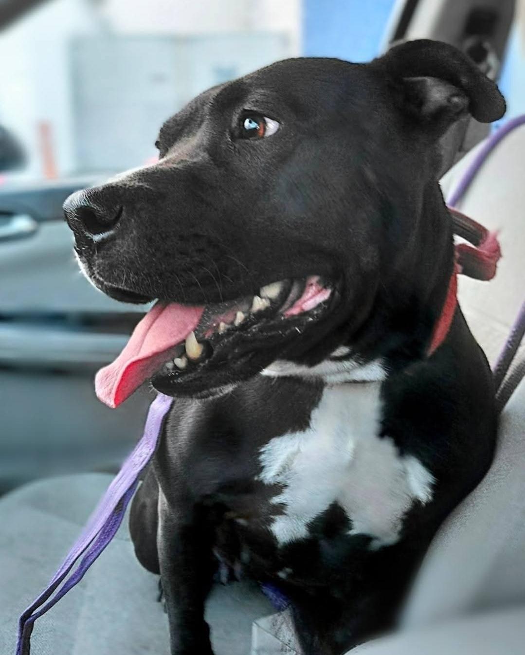 QUEEN, a Adoptable mixed breed in Flint, MI image 5/5