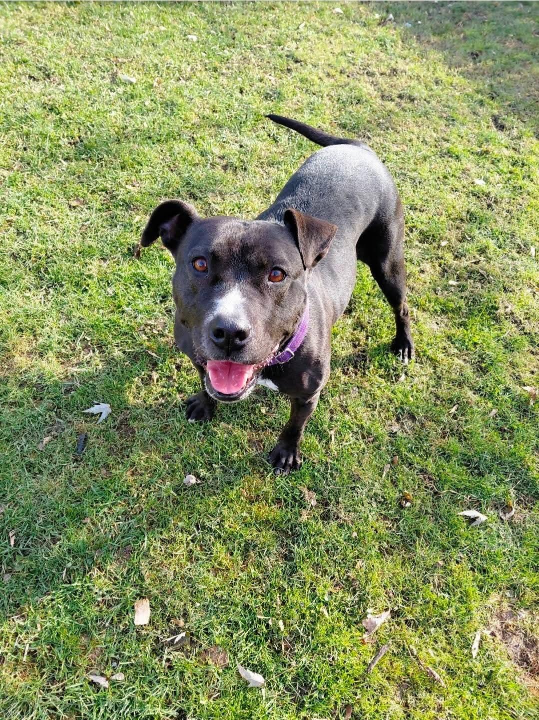 QUEEN, a Adoptable mixed breed in Flint, MI image 3/4