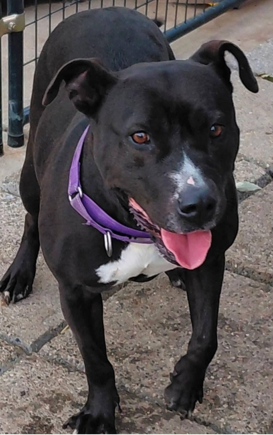 QUEEN, a Adoptable mixed breed in Flint, MI image 4/4