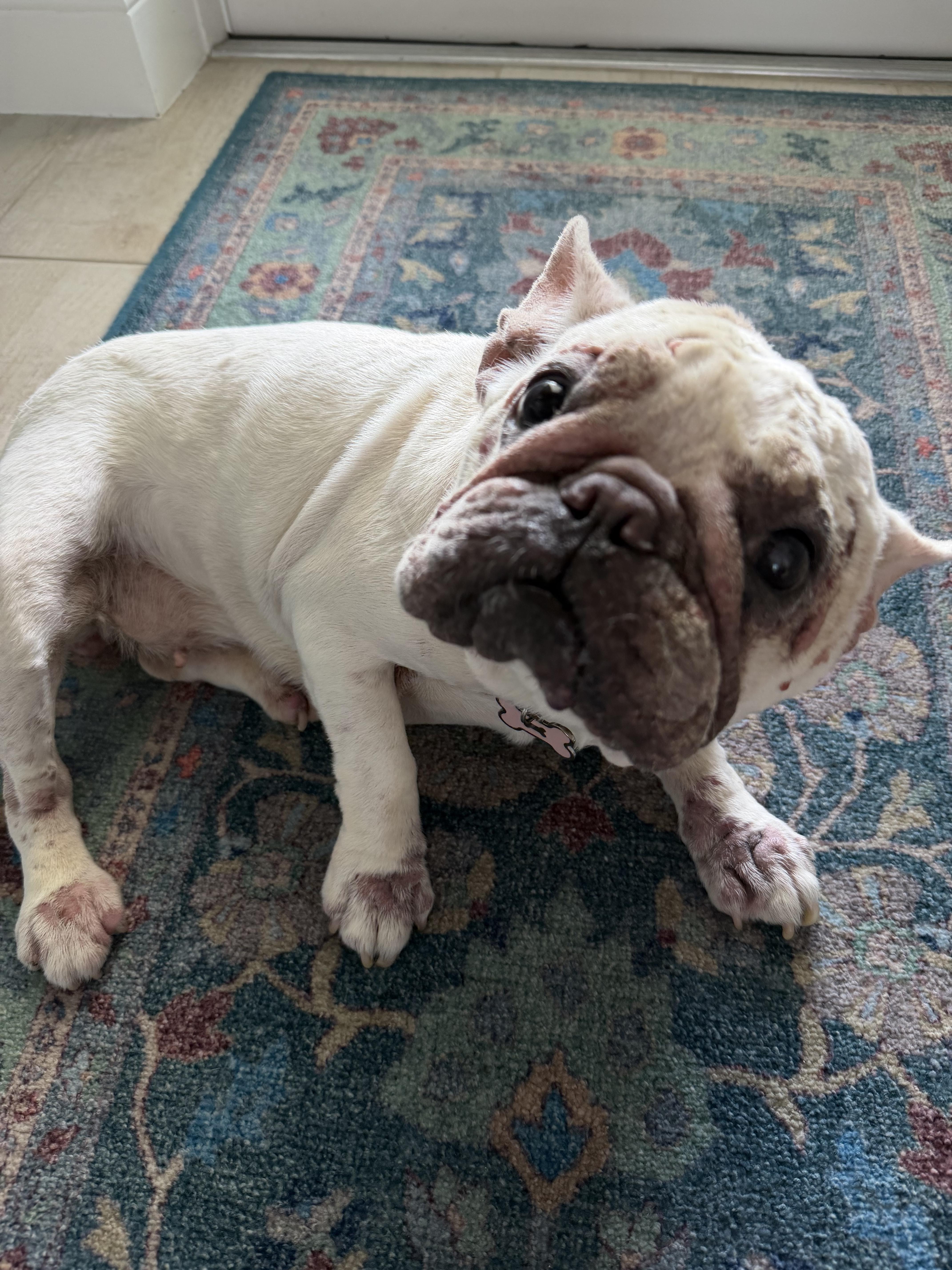 Enlarge Cloud Female, a Adoptable French Bulldog in PALM BAY, FL image 1/1