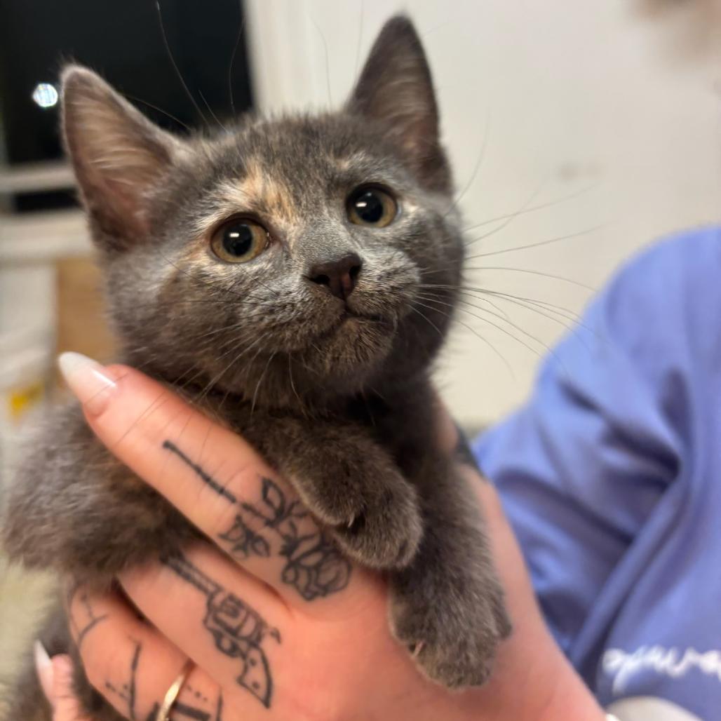 Superstar, a Adoptable Domestic Short Hair in Hopewell, VA image 1/2