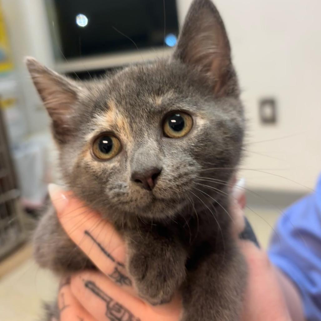 Superstar, a Adoptable Domestic Short Hair in Hopewell, VA image 2/2