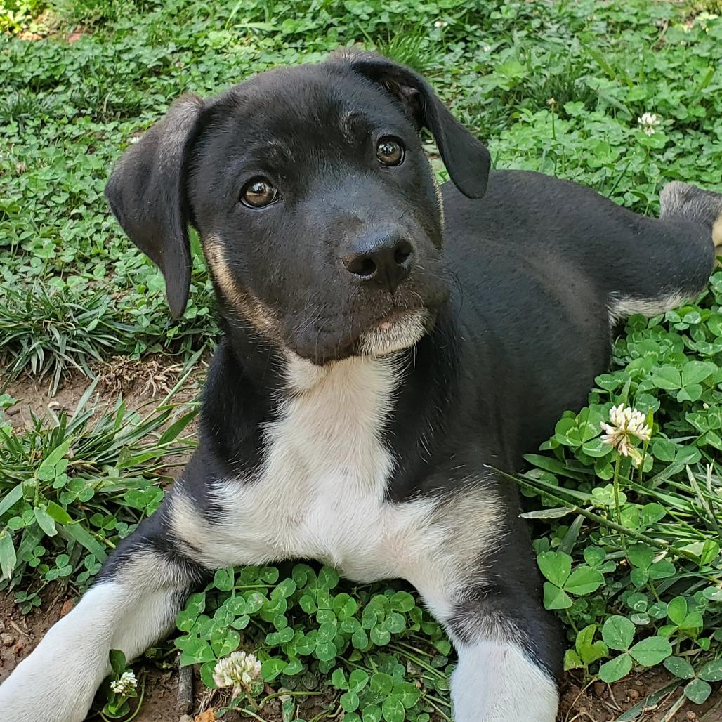 Bruce, Adoptable, Puppy Male Staffordshire Bull Terrier & Mixed Breed.