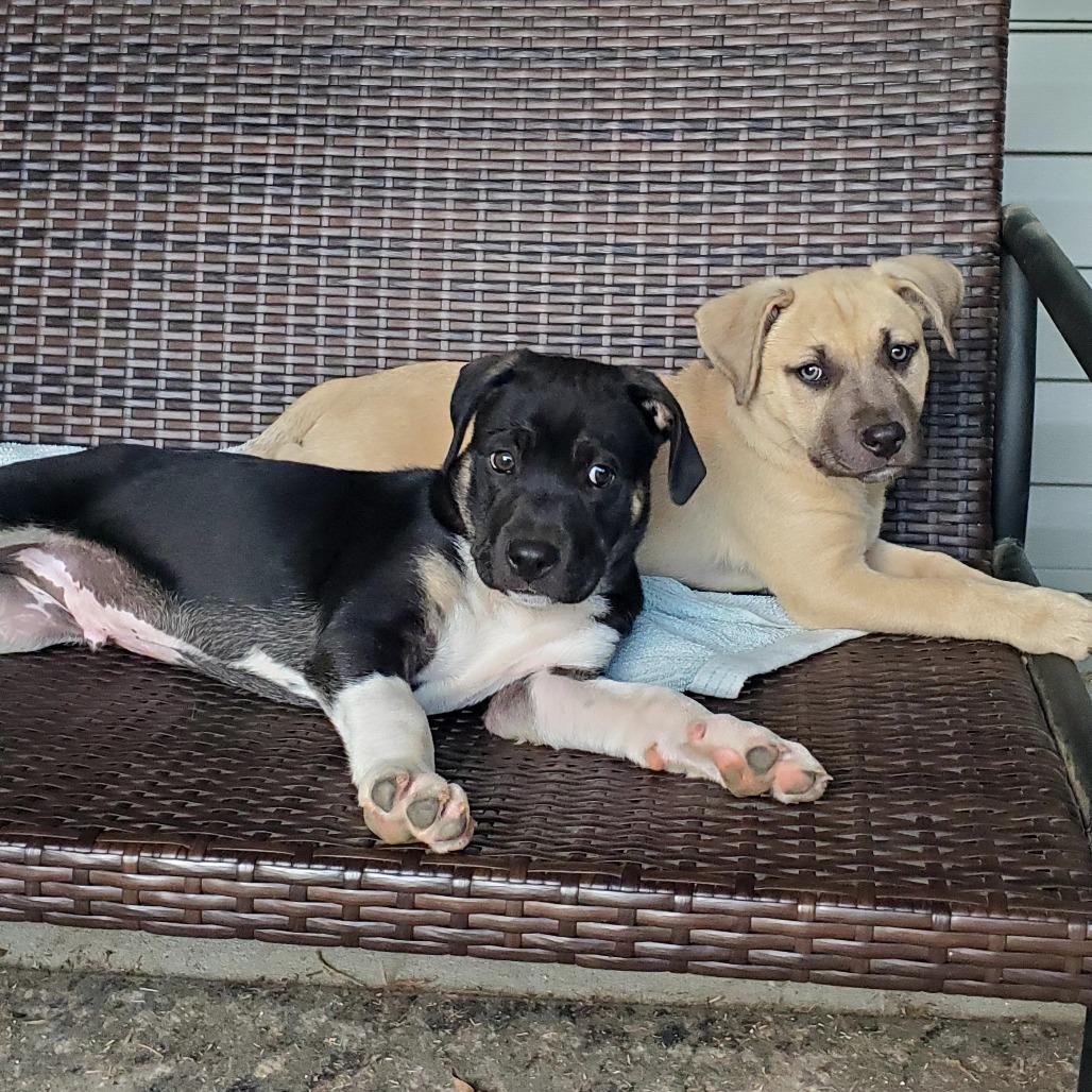 Enlarge Bruce, a Adoptable mixed breed in Fayetteville, AR image 2/6
