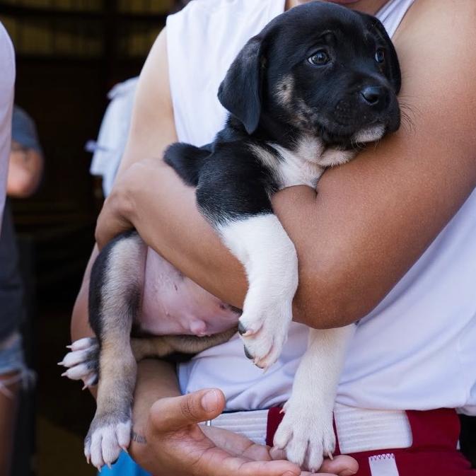 Enlarge Bruce, a Adoptable mixed breed in Fayetteville, AR image 3/6