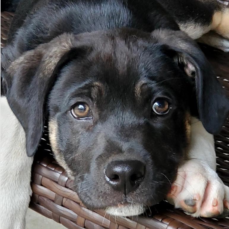 Enlarge Bruce, a Adoptable mixed breed in Fayetteville, AR image 5/6
