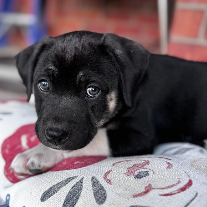 Enlarge Bruce, a Adoptable mixed breed in Fayetteville, AR image 6/6