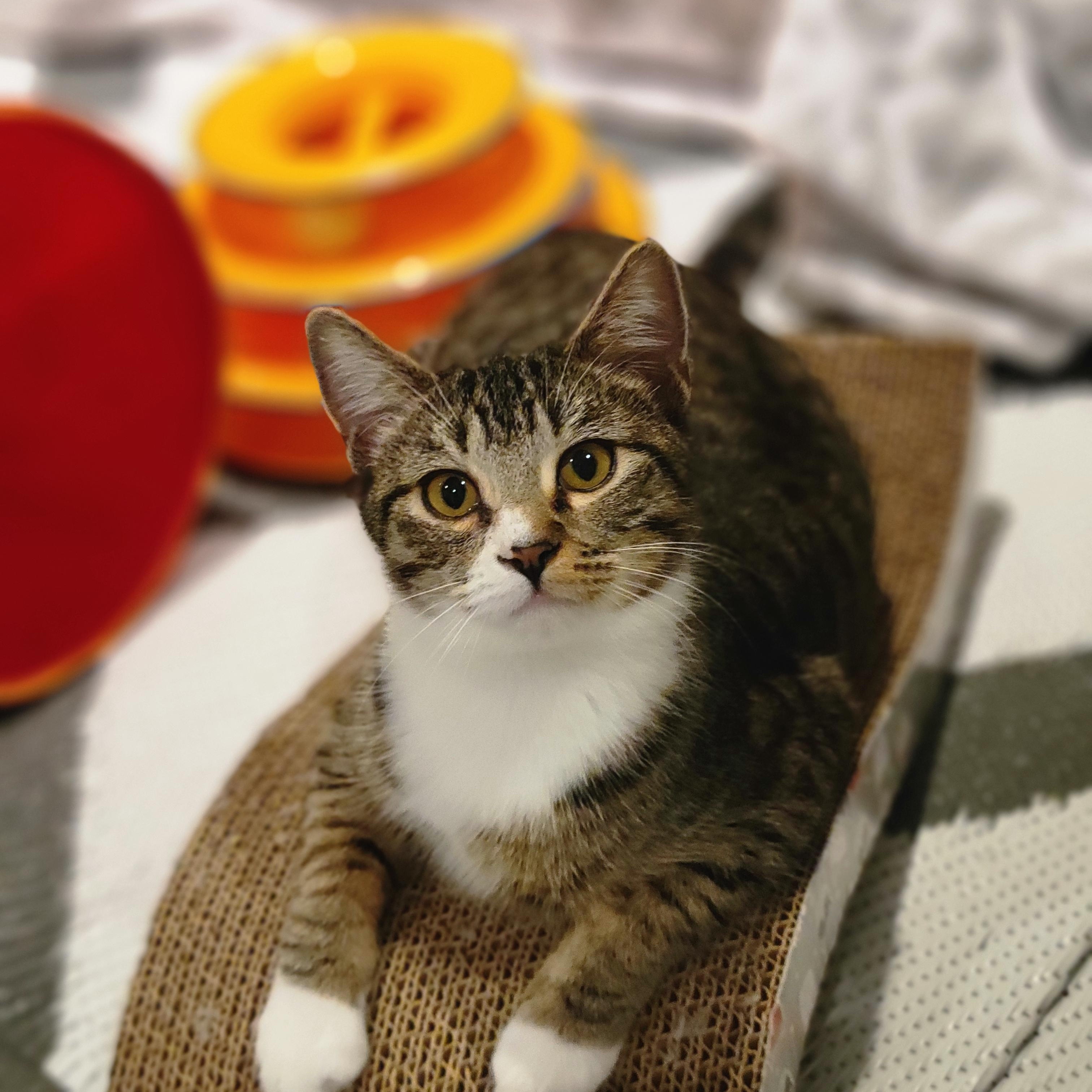 Hope, Adoptable, Kitten Female Tabby & Domestic Short Hair.