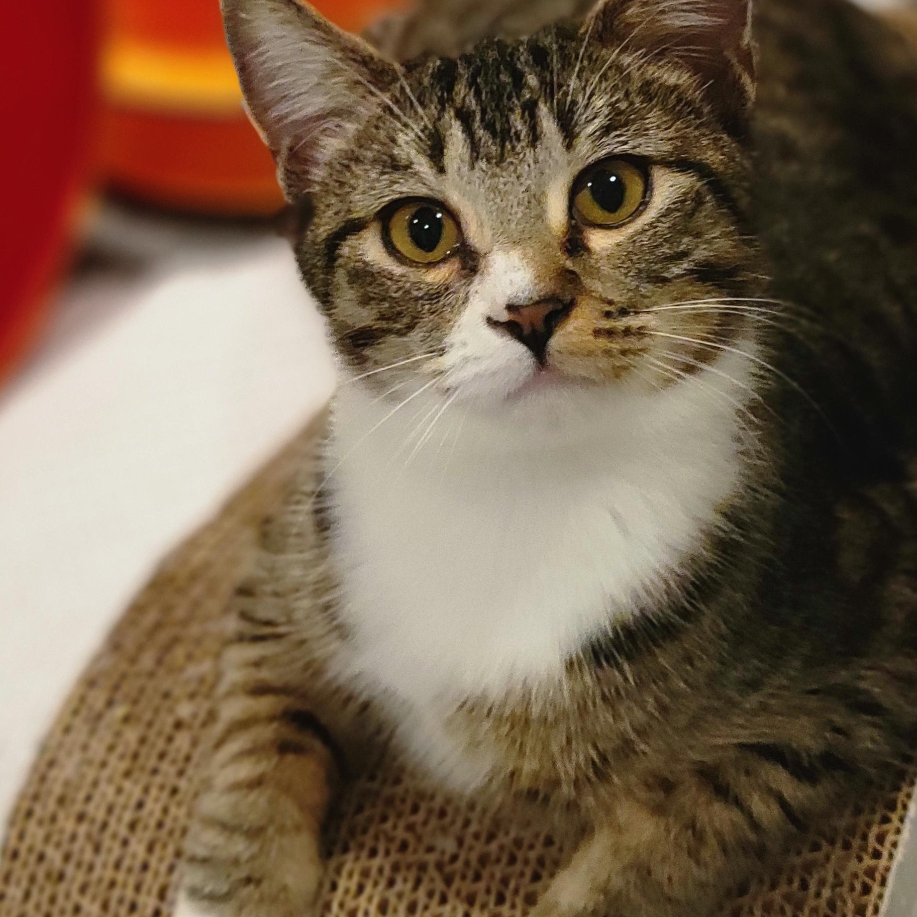 Hope, an adopted mixed breed in OVERLAND PARK, KS image 1/5