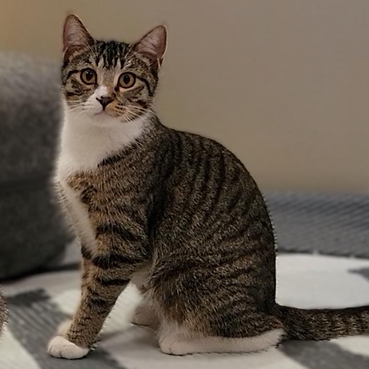 Hope, an adopted mixed breed in OVERLAND PARK, KS image 3/5