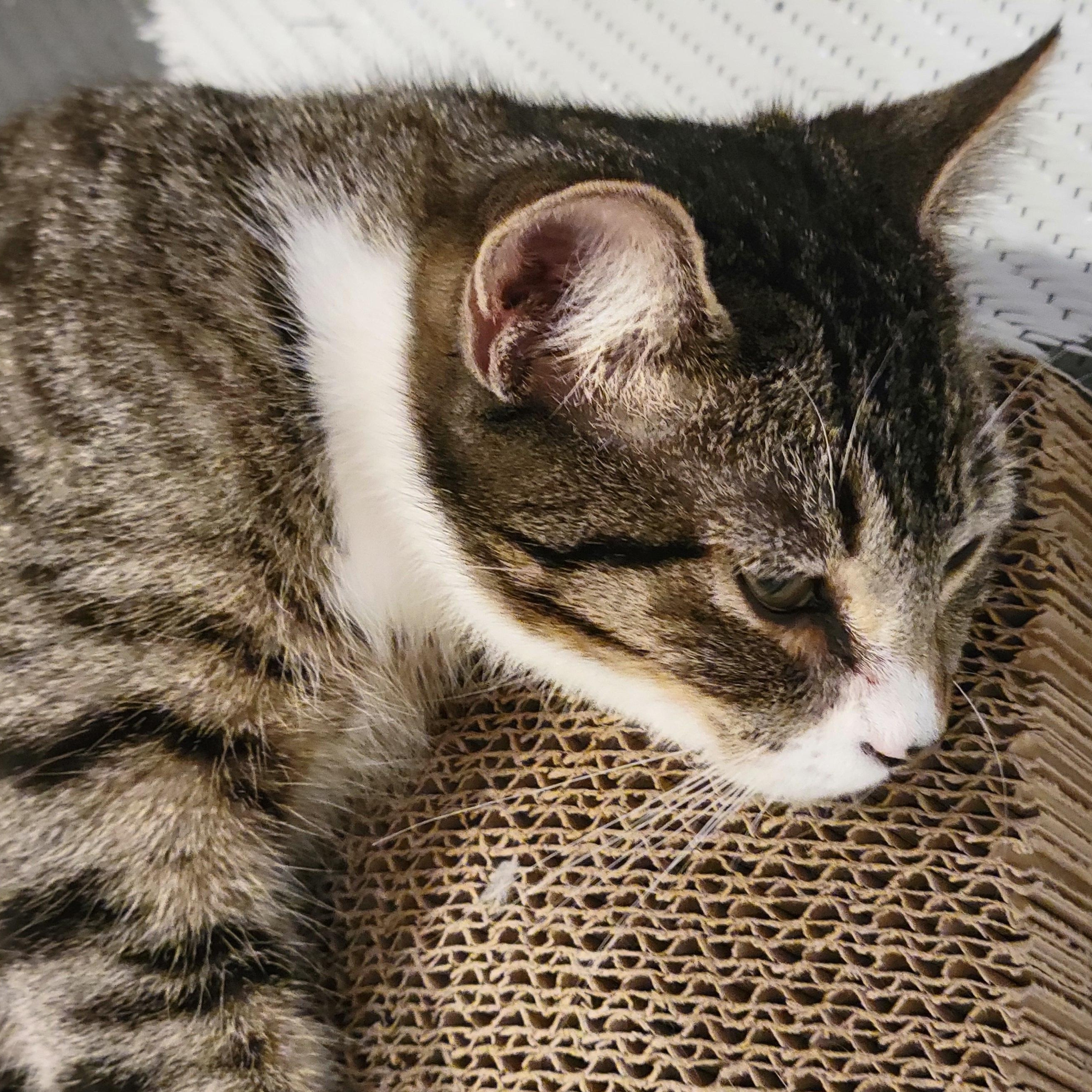 Hope, an adopted mixed breed in OVERLAND PARK, KS image 2/5