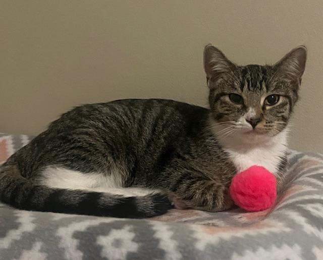 Enlarge Hope, a Adoptable mixed breed in OVERLAND PARK, KS image 2/4